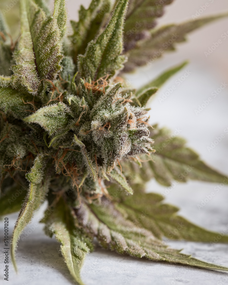 Fresh harvested cannabis flowers and buds photographed with a neutral light background Fresh harvested cannabis flowers and buds photographed with a neutral light background