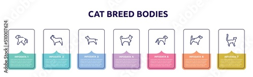 cat breed bodies concept infographic design template. included scold the dog, french bulldog, american staffordshire terrier, husky, springer spaniel, jack russel terrier, bengal cat icons and 7