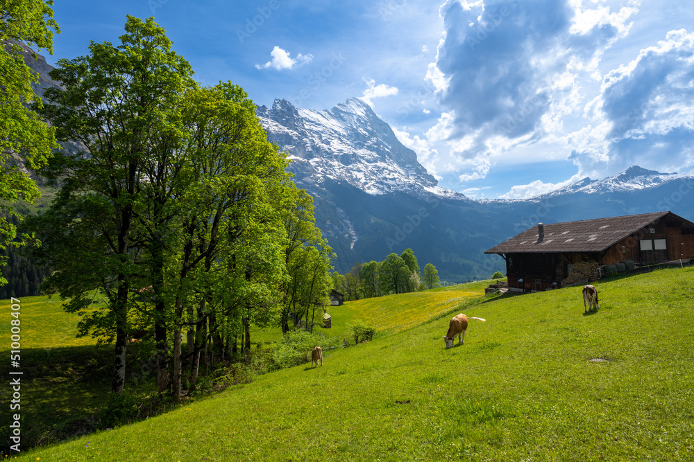 Fototapeta premium amazing landscape of swiss Alps with meadow and cows in Grindelwald in Switzerland