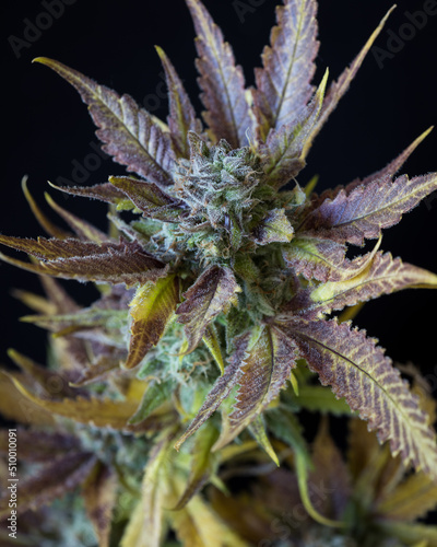 Fresh harvested cannabis flowers and buds taken in studio with a black backdrop