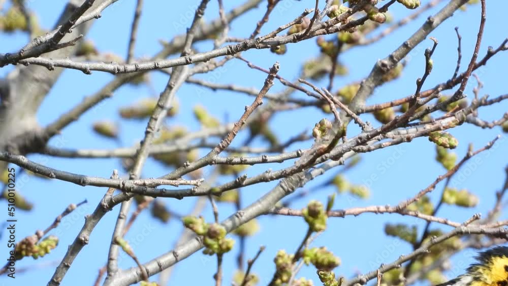 Blackburnian Warbler perched on a tree branch, hopping around. Blue sky background Blackburnian Warbler perched on a tree branch, hopping around. Blue sky background