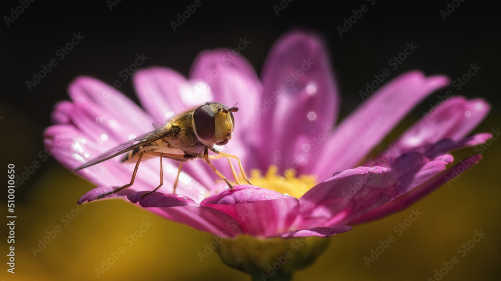 Hoverfly - eye to eye Hoverfly - eye to eye