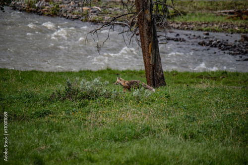 Fox in the grass © David