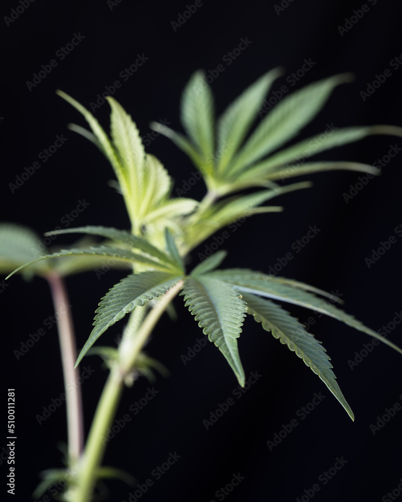 Cannabis buds dried and trimmed photographed with a light background