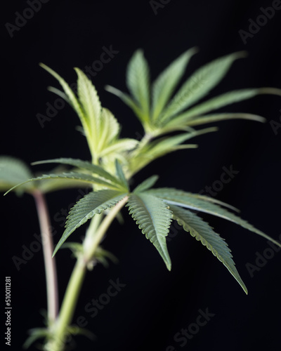 Cannabis buds dried and trimmed photographed with a light background