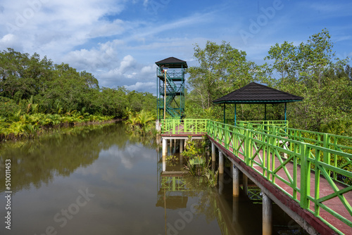 bridge over the river and mangrove forest