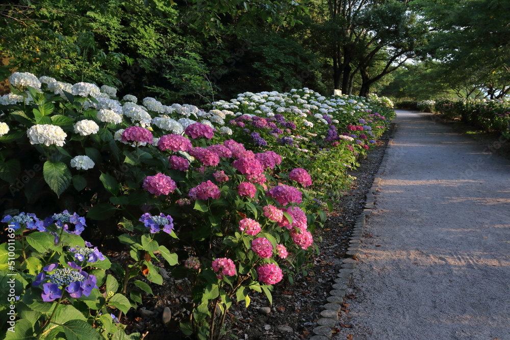色とりどりのアジサイ 夕暮れ時 (高知県 香南市 のいちあじさい街道) 色とりどりのアジサイ 夕暮れ時 (高知県 香南市 のいちあじさい街道)