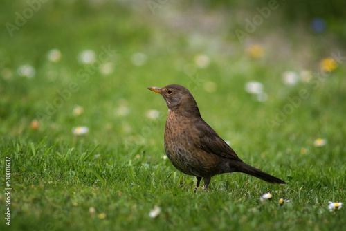 Blackbird, female