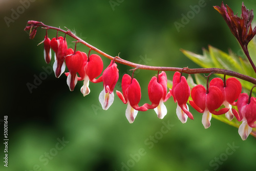 bleeding heart