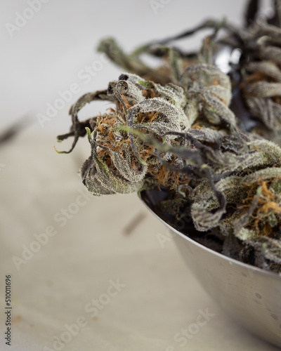 Dried and untrimmed cannabis flowers and buds. Marijuana plant with curled leaves against a neutral light background.