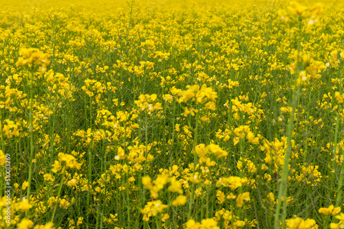 Detail of flowering rapeseed field. Rapeseed field. Agriculture, biotechnology, fuel, food industry, alternative energy, environmental conservation. © Olga