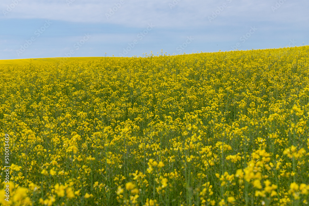 Blooming canola field. Rape on the field in summer. Bright Yellow rapeseed oil. Flowering rapeseed. with blue sky and clouds