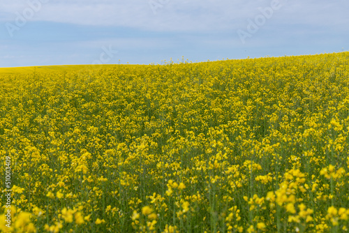 Blooming canola field. Rape on the field in summer. Bright Yellow rapeseed oil. Flowering rapeseed. with blue sky and clouds © Olga
