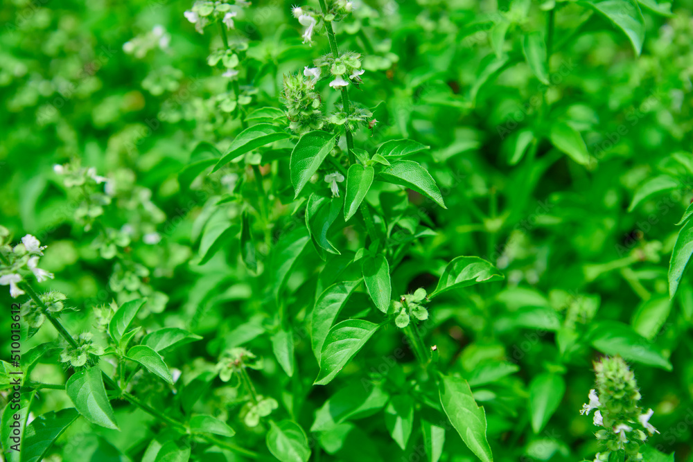 Fresh green hoary basil in the garden Fresh green hoary basil in the garden