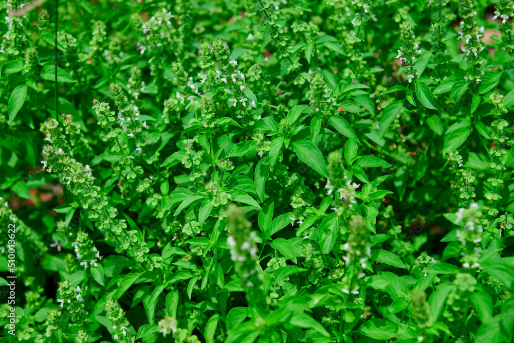 Fresh green hoary basil in the garden Fresh green hoary basil in the garden