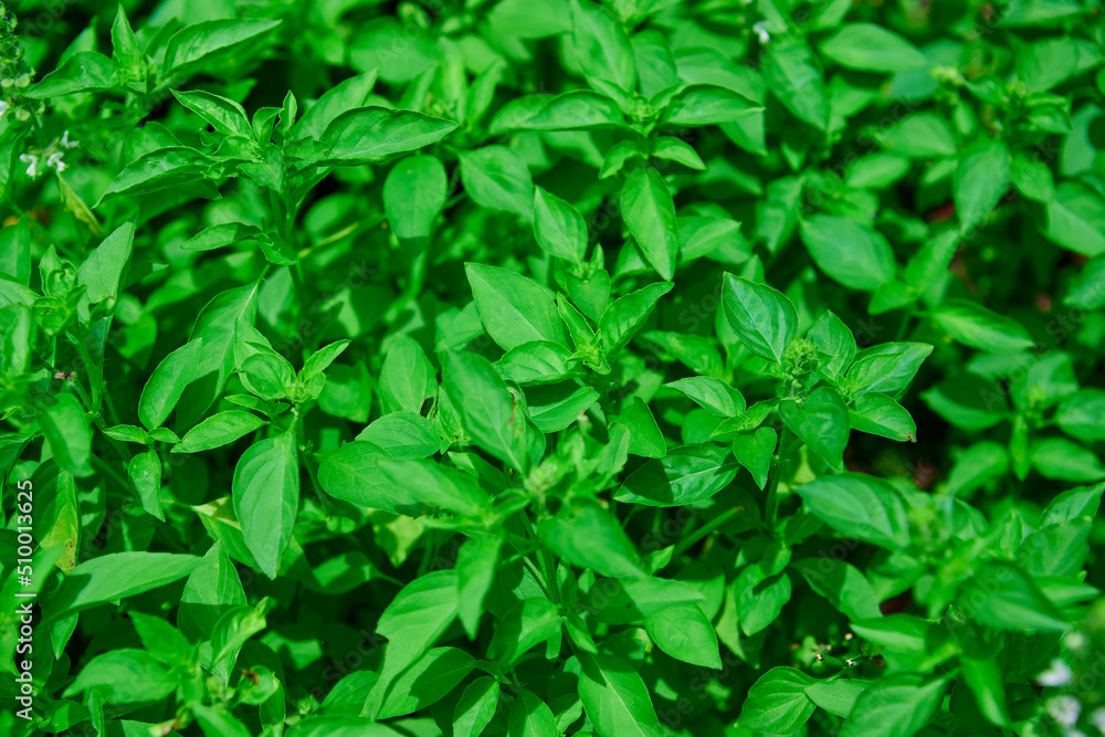 Fresh green hoary basil in the garden Fresh green hoary basil in the garden