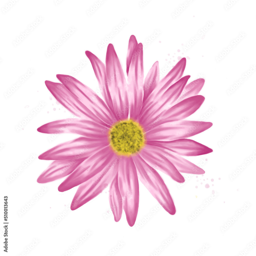 Pink blossom, spring flowers watercolor isolated. Summer petals