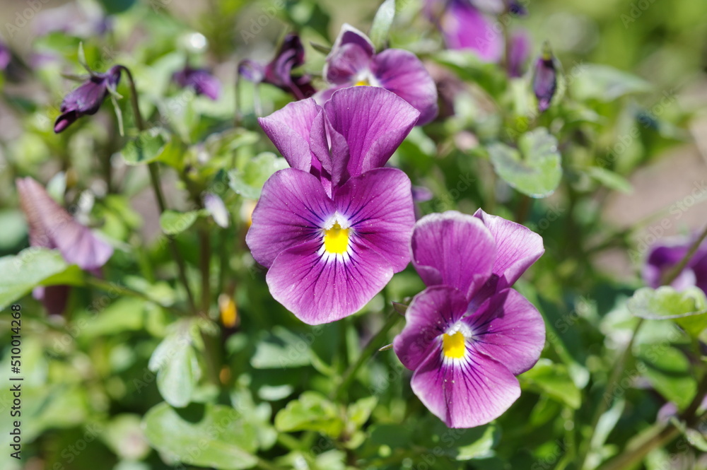 Fototapeta premium Purple ampel Viola blooms on a flower bed in the garden