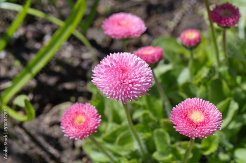 Pink pompom daisies (Lat. Bellis perennis) in the garden close-up
