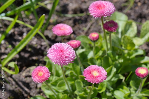 Pink pompom daisies  Lat. Bellis perennis  bloom in spring in the garden