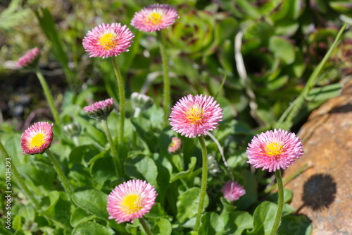 Pink daisies (Lat. Bellis perennis) bloom on a spring flower bed in the garden