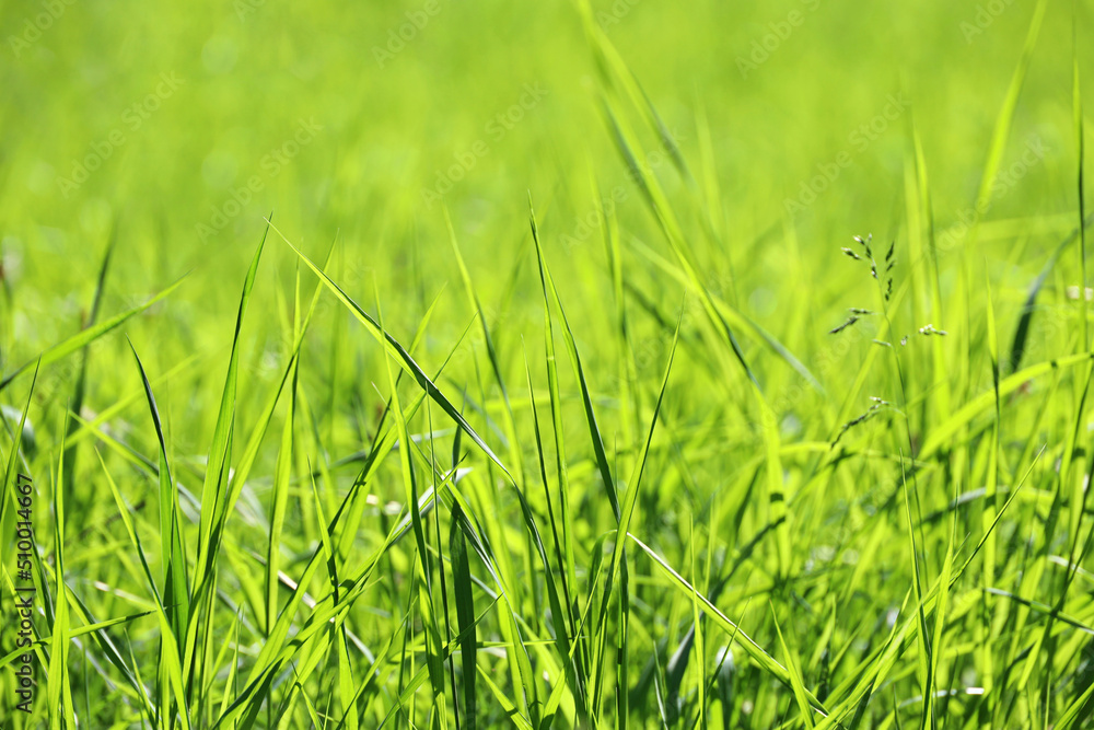 Light green grass in sunlight, blurred background. Fresh summer nature, sunny meadow Light green grass in sunlight, blurred background. Fresh summer nature, sunny meadow