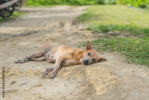 Quadro em tela A dog suffering from demodectic mange lies on a dirt provincial road