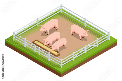 Isometric pink growing piglets grazing on rural pig farm. Pig farm. Farm Animals collection isolated on white.