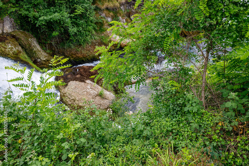 Stream surrounded with plants.