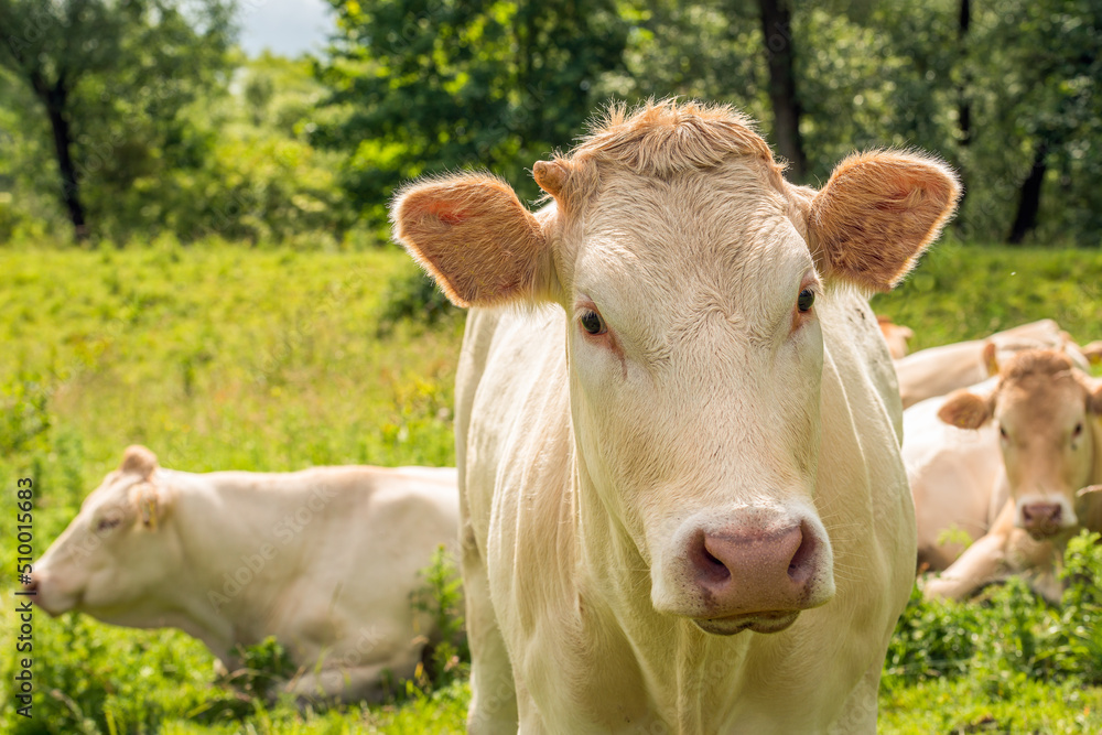 Portrait of a beige cow curiously approaching the photographer. Two other cows lie quietly in the grass ruminating. The photo was taken in a Dutch nature reserve on a slightly cloudy spring day. Portrait of a beige cow curiously approaching the photographer. Two other cows lie quietly in the grass ruminating. The photo was taken in a Dutch nature reserve on a slightly cloudy spring day.