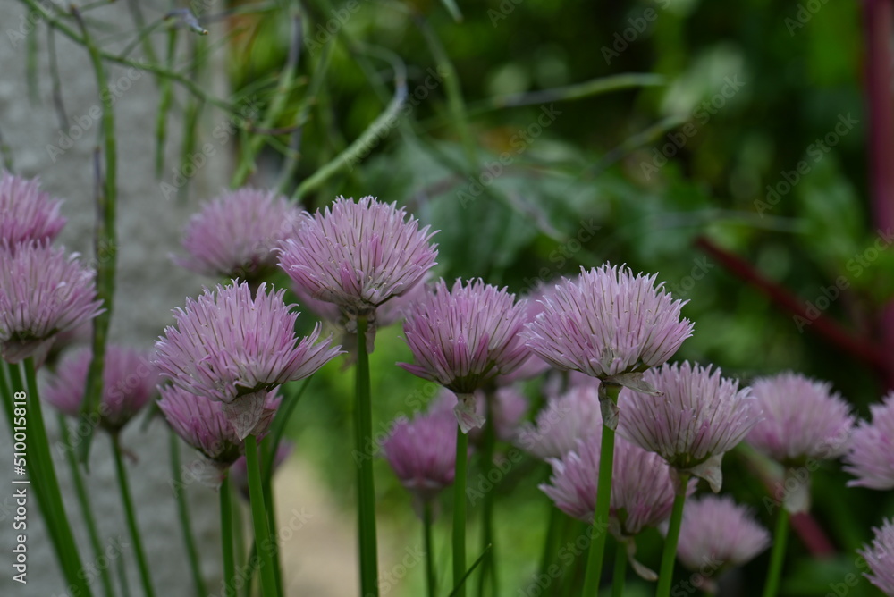 Flowering chives in the garden as a close up Flowering chives in the garden as a close up