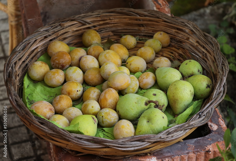 Green Pears and Yellow Plums in a Rush Basket in Italy Green Pears and Yellow Plums in a Rush Basket in Italy