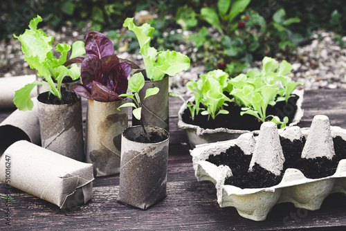 Seedlings in biodegradable pots made of toilet roll inner tubes and reused egg boxes, environmentally friendly living, zero waste concept photo