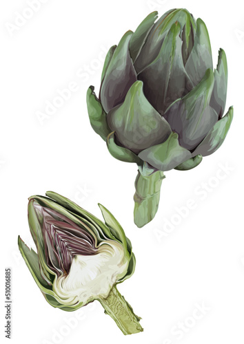 Artichoke on white background, vector illustration