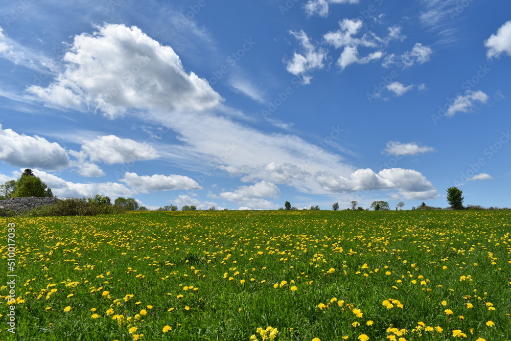A field in bloom in spring, Québec, Canada