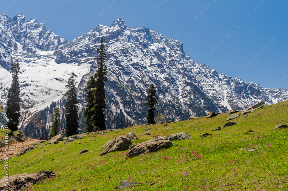Meadows of Sonmarg in Kashmir, India