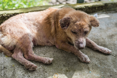 A dog suffering from demodectic mange lies on the concrete floor. photo