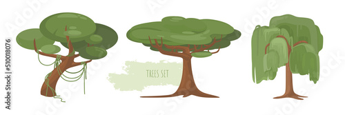 Set of vector flat big trees with wide green crown. Tall acacia, willow. Tropic, savanna plants. Park and forest location design. Thin long lianas wrapping around the stem. Cartoon decorative elements