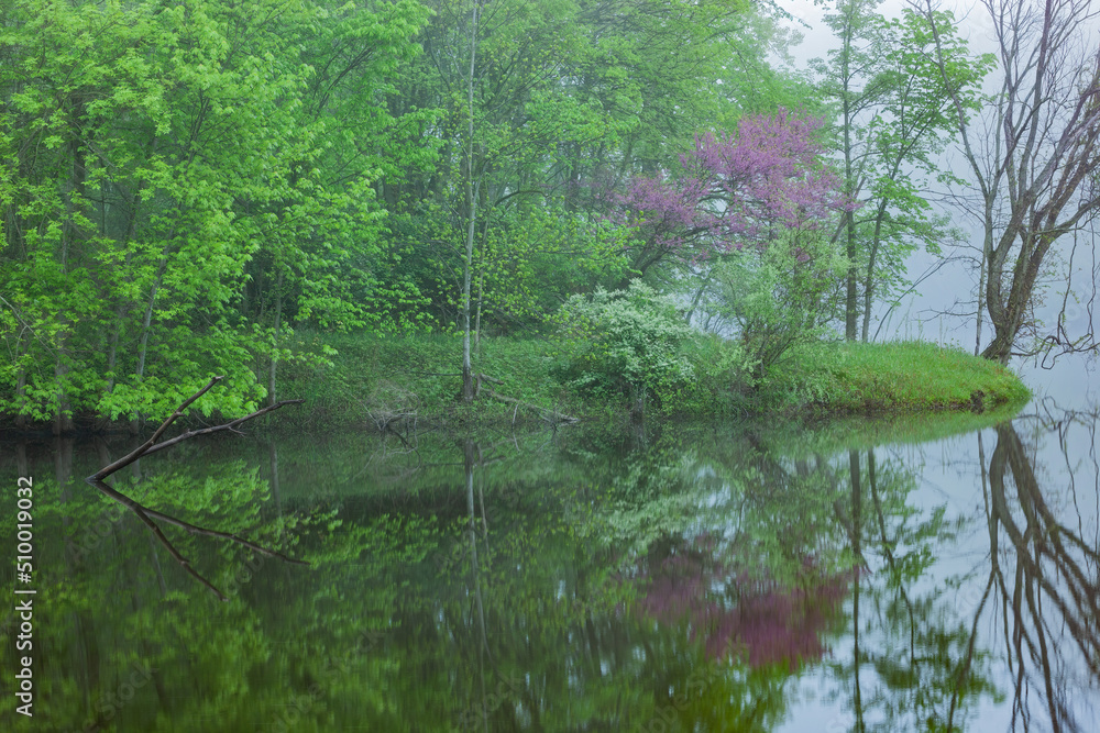 Spring landscape of the shoreline of the Kalamazoo River with a redbud in bloom, Michigan, USA Spring landscape of the shoreline of the Kalamazoo River with a redbud in bloom, Michigan, USA
