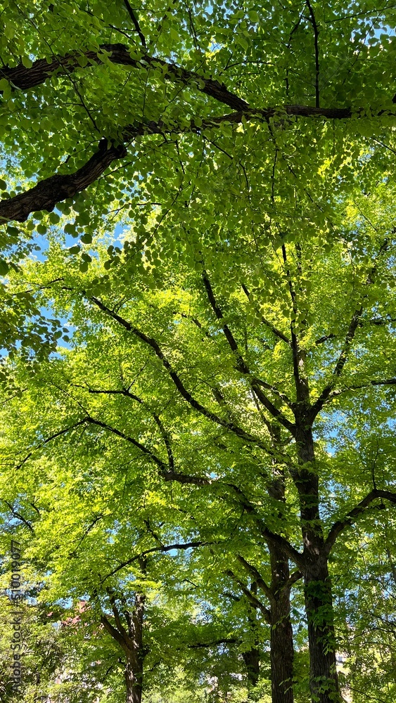 Obraz premium green leaves