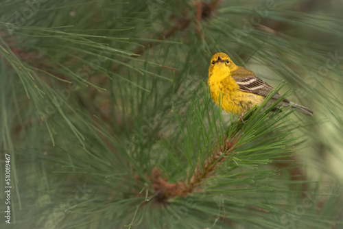 Yellow Bird Singing in a Pine Tree (Pine Warbler) (Setophaga pinus) © Kevin E Beasley