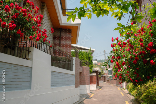 Yeonhui-dong street with red rose flowers in Seoul, Korea