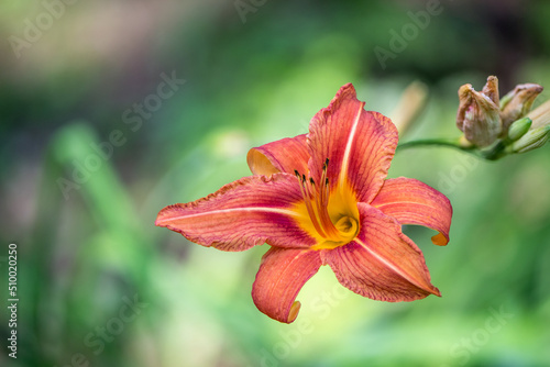 Blooming daylily (day lily) © Nazzu