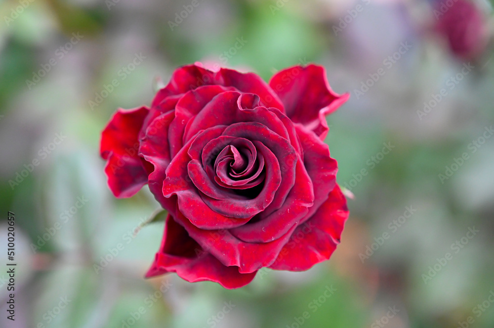 Beautiful Red Rose Flowers blooming in Garden Beautiful Red Rose Flowers blooming in Garden