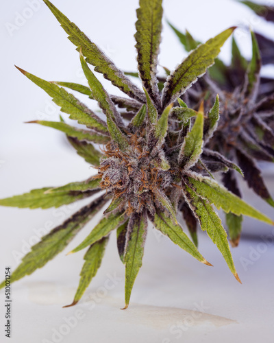 Fresh harvested cannabis buds and flowers. MArijuana plant with neutral light background