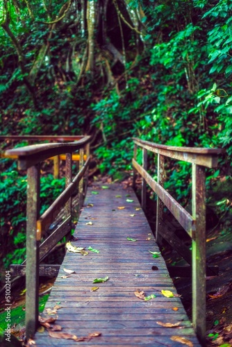 wooden bridge in the forest