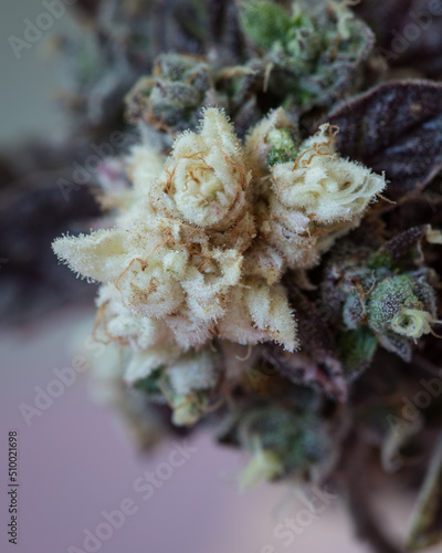 Fresh harvested cannabis buds and flowers. MArijuana plant with neutral light background