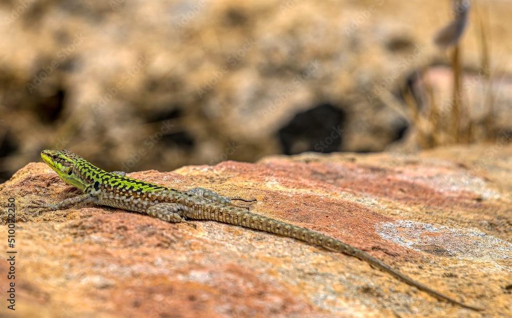 Obraz premium lizard on a stone in southern Sicily