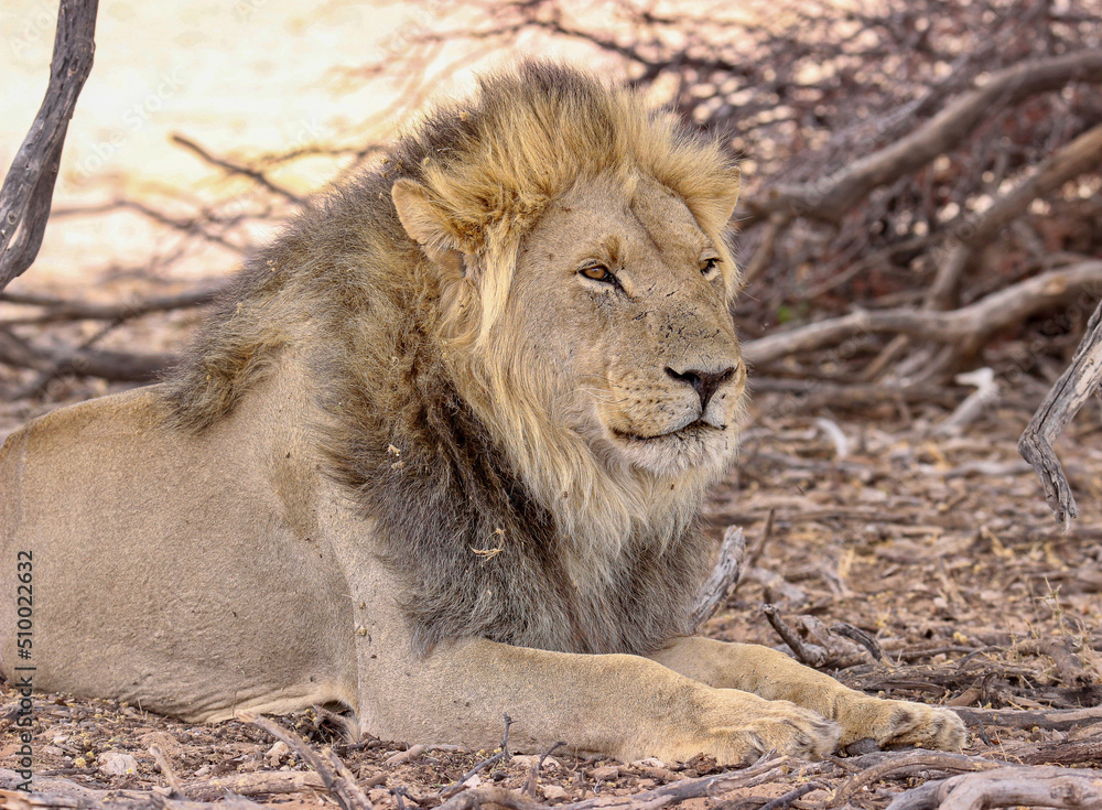 Male Lion in the Kgalagadi, South Africa Male Lion in the Kgalagadi, South Africa
