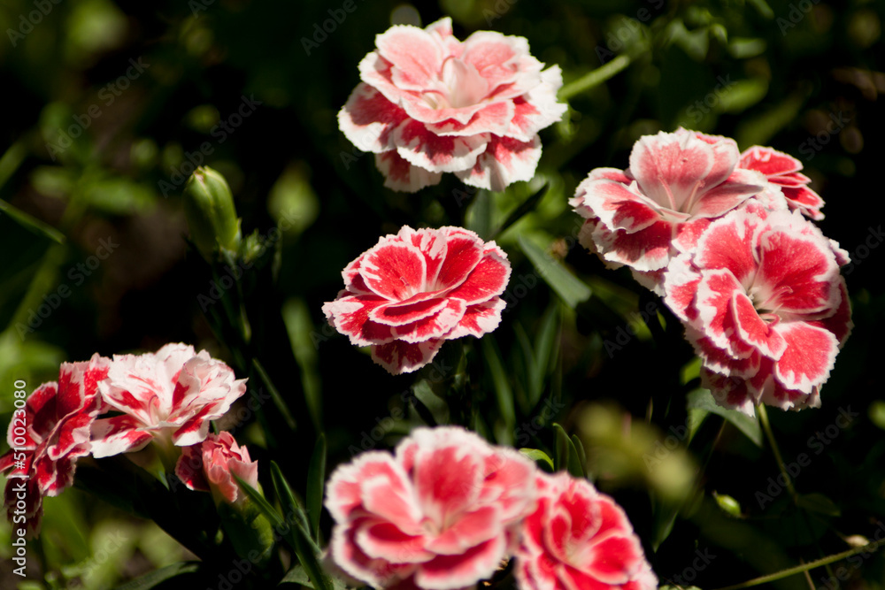 pink roses in garden